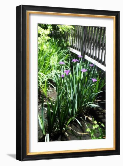 Spring Iris I-Alan Hausenflock-Framed Photographic Print