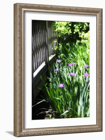 Spring Iris II-Alan Hausenflock-Framed Photographic Print