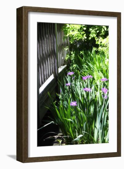 Spring Iris II-Alan Hausenflock-Framed Photographic Print