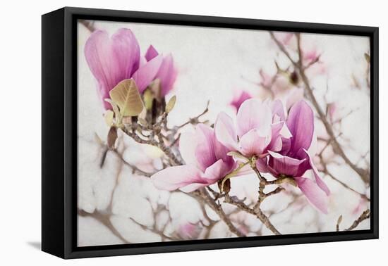 Spring is In the Air III-Elizabeth Urquhart-Framed Stretched Canvas