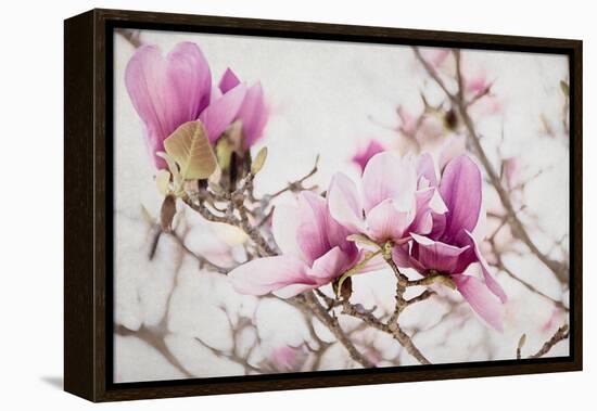 Spring is In the Air III-Elizabeth Urquhart-Framed Stretched Canvas