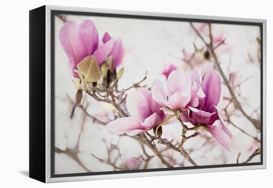 Spring is In the Air III-Elizabeth Urquhart-Framed Stretched Canvas