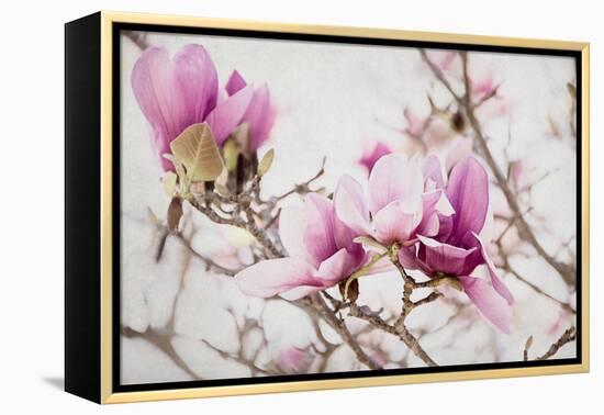 Spring is In the Air III-Elizabeth Urquhart-Framed Stretched Canvas