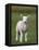 Spring Lamb, Scotland, United Kingdom, Europe-Ann & Steve Toon-Framed Premier Image Canvas