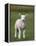 Spring Lamb, Scotland, United Kingdom, Europe-Ann & Steve Toon-Framed Premier Image Canvas