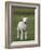 Spring Lamb, Scotland, United Kingdom, Europe-Ann & Steve Toon-Framed Photographic Print