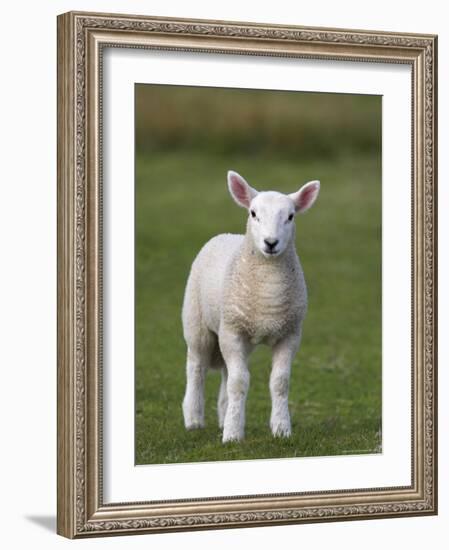 Spring Lamb, Scotland, United Kingdom, Europe-Ann & Steve Toon-Framed Photographic Print