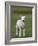 Spring Lamb, Scotland, United Kingdom, Europe-Ann & Steve Toon-Framed Photographic Print