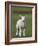 Spring Lamb, Scotland, United Kingdom, Europe-Ann & Steve Toon-Framed Photographic Print