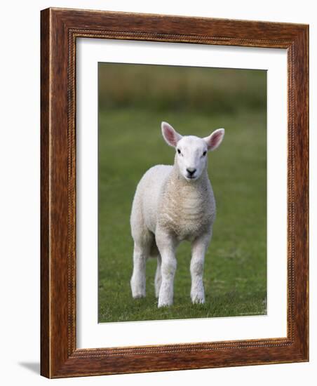 Spring Lamb, Scotland, United Kingdom, Europe-Ann & Steve Toon-Framed Photographic Print