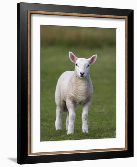 Spring Lamb, Scotland, United Kingdom, Europe-Ann & Steve Toon-Framed Photographic Print