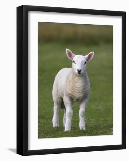 Spring Lamb, Scotland, United Kingdom, Europe-Ann & Steve Toon-Framed Photographic Print