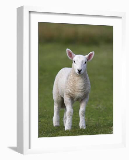 Spring Lamb, Scotland, United Kingdom, Europe-Ann & Steve Toon-Framed Photographic Print