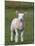 Spring Lamb, Scotland, United Kingdom, Europe-Ann & Steve Toon-Mounted Photographic Print