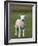 Spring Lamb, Scotland, United Kingdom, Europe-Ann & Steve Toon-Framed Photographic Print