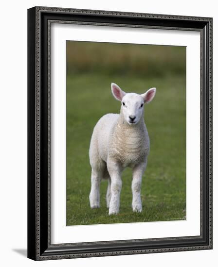 Spring Lamb, Scotland, United Kingdom, Europe-Ann & Steve Toon-Framed Photographic Print