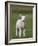 Spring Lamb, Scotland, United Kingdom, Europe-Ann & Steve Toon-Framed Photographic Print