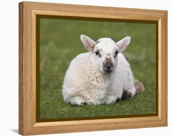 Spring Lamb, Scotland, United Kingdom-Steve & Ann Toon-Framed Premier Image Canvas