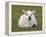 Spring Lamb, Scotland, United Kingdom-Steve & Ann Toon-Framed Premier Image Canvas