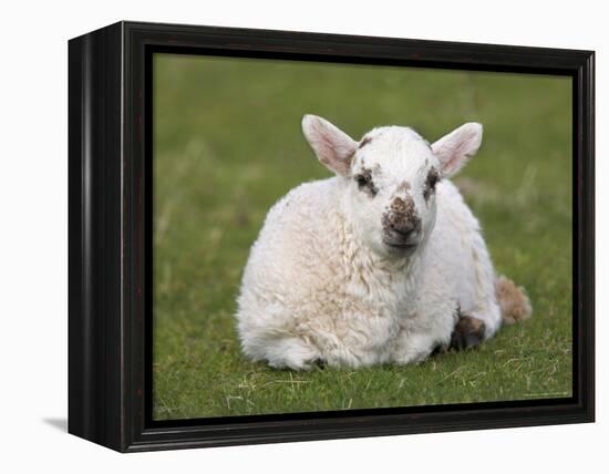 Spring Lamb, Scotland, United Kingdom-Steve & Ann Toon-Framed Premier Image Canvas