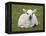 Spring Lamb, Scotland, United Kingdom-Steve & Ann Toon-Framed Premier Image Canvas