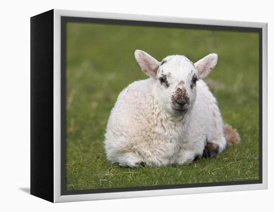 Spring Lamb, Scotland, United Kingdom-Steve & Ann Toon-Framed Premier Image Canvas