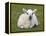 Spring Lamb, Scotland, United Kingdom-Steve & Ann Toon-Framed Premier Image Canvas