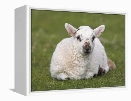 Spring Lamb, Scotland, United Kingdom-Steve & Ann Toon-Framed Premier Image Canvas