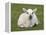 Spring Lamb, Scotland, United Kingdom-Steve & Ann Toon-Framed Premier Image Canvas