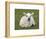 Spring Lamb, Scotland, United Kingdom-Steve & Ann Toon-Framed Photographic Print