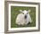 Spring Lamb, Scotland, United Kingdom-Steve & Ann Toon-Framed Photographic Print