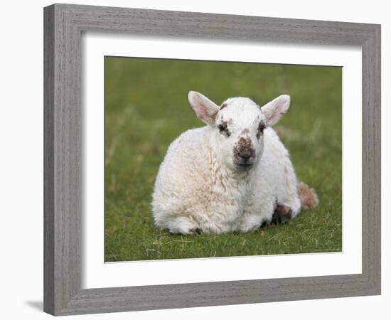 Spring Lamb, Scotland, United Kingdom-Steve & Ann Toon-Framed Photographic Print