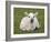 Spring Lamb, Scotland, United Kingdom-Steve & Ann Toon-Framed Photographic Print