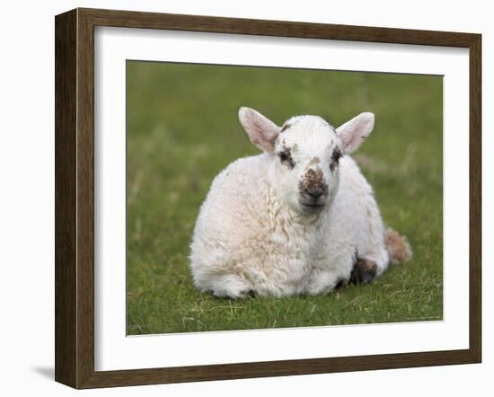 Spring Lamb, Scotland, United Kingdom-Steve & Ann Toon-Framed Photographic Print