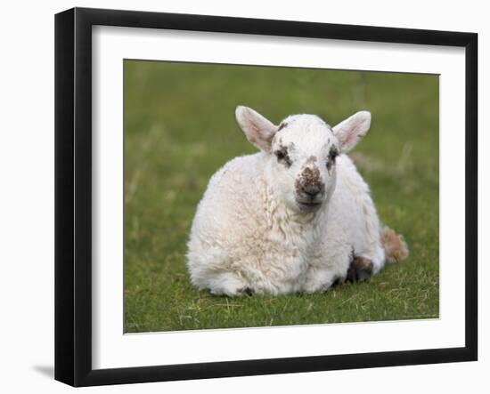 Spring Lamb, Scotland, United Kingdom-Steve & Ann Toon-Framed Photographic Print