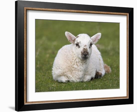 Spring Lamb, Scotland, United Kingdom-Steve & Ann Toon-Framed Photographic Print