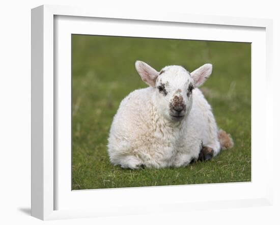 Spring Lamb, Scotland, United Kingdom-Steve & Ann Toon-Framed Photographic Print