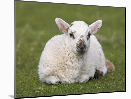 Spring Lamb, Scotland, United Kingdom-Steve & Ann Toon-Mounted Photographic Print