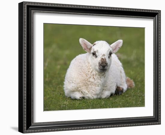 Spring Lamb, Scotland, United Kingdom-Steve & Ann Toon-Framed Photographic Print