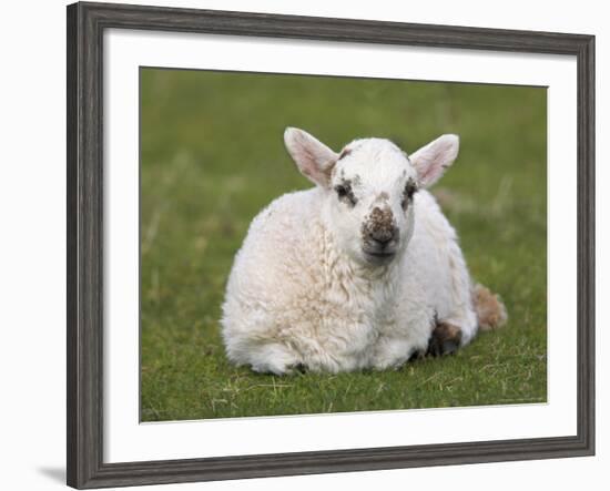 Spring Lamb, Scotland, United Kingdom-Steve & Ann Toon-Framed Photographic Print