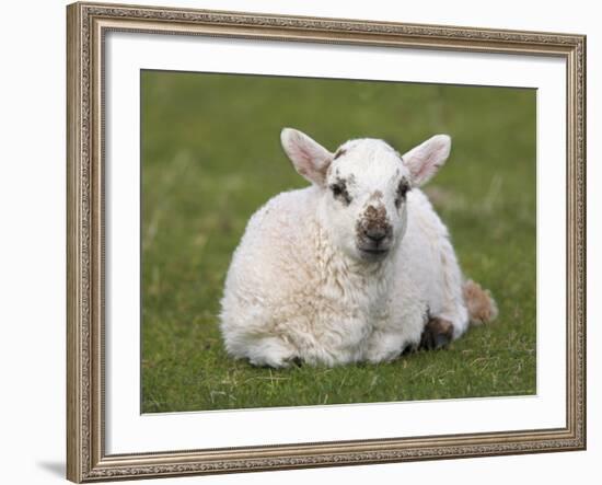 Spring Lamb, Scotland, United Kingdom-Steve & Ann Toon-Framed Photographic Print