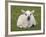 Spring Lamb, Scotland, United Kingdom-Steve & Ann Toon-Framed Photographic Print