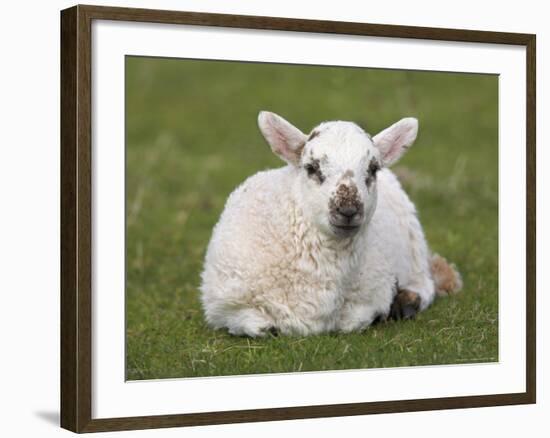 Spring Lamb, Scotland, United Kingdom-Steve & Ann Toon-Framed Photographic Print