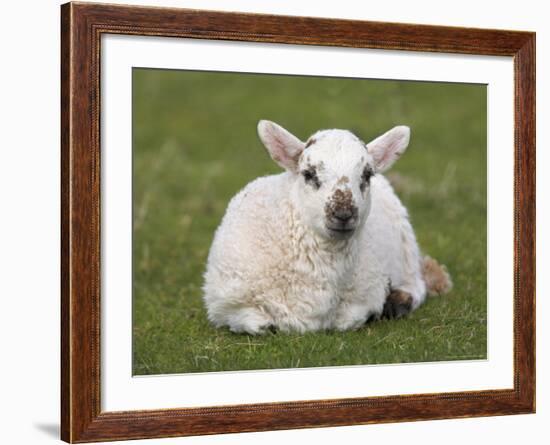 Spring Lamb, Scotland, United Kingdom-Steve & Ann Toon-Framed Photographic Print