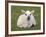 Spring Lamb, Scotland, United Kingdom-Steve & Ann Toon-Framed Photographic Print