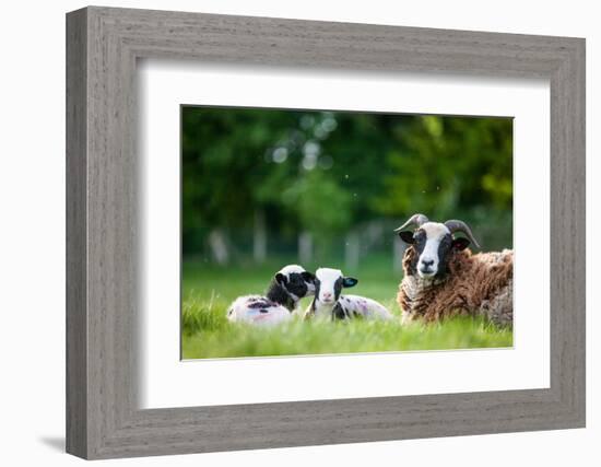 Spring Lambs, Dorset, England, United Kingdom, Europe-John Alexander-Framed Photographic Print