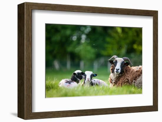 Spring Lambs, Dorset, England, United Kingdom, Europe-John Alexander-Framed Photographic Print
