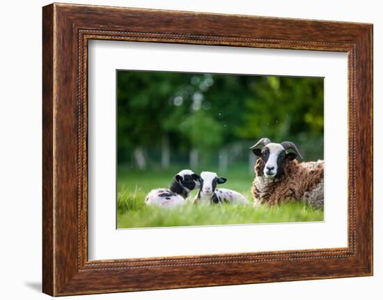 Spring Lambs, Dorset, England, United Kingdom, Europe-John Alexander-Framed Photographic Print