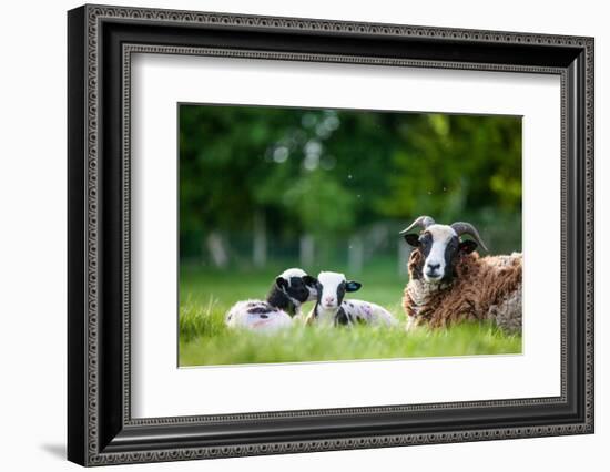 Spring Lambs, Dorset, England, United Kingdom, Europe-John Alexander-Framed Photographic Print