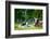 Spring Lambs, Dorset, England, United Kingdom, Europe-John Alexander-Framed Photographic Print